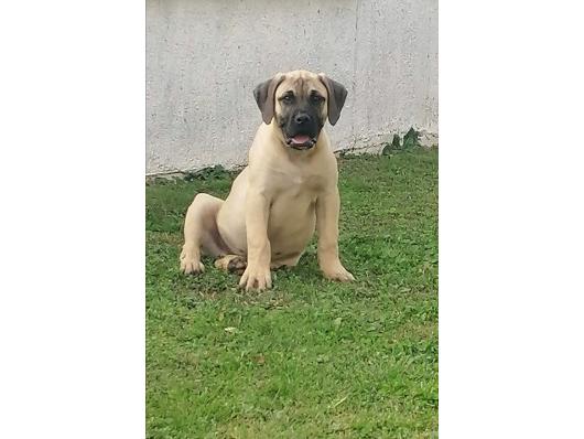 Presa Canario
